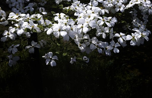 山法師