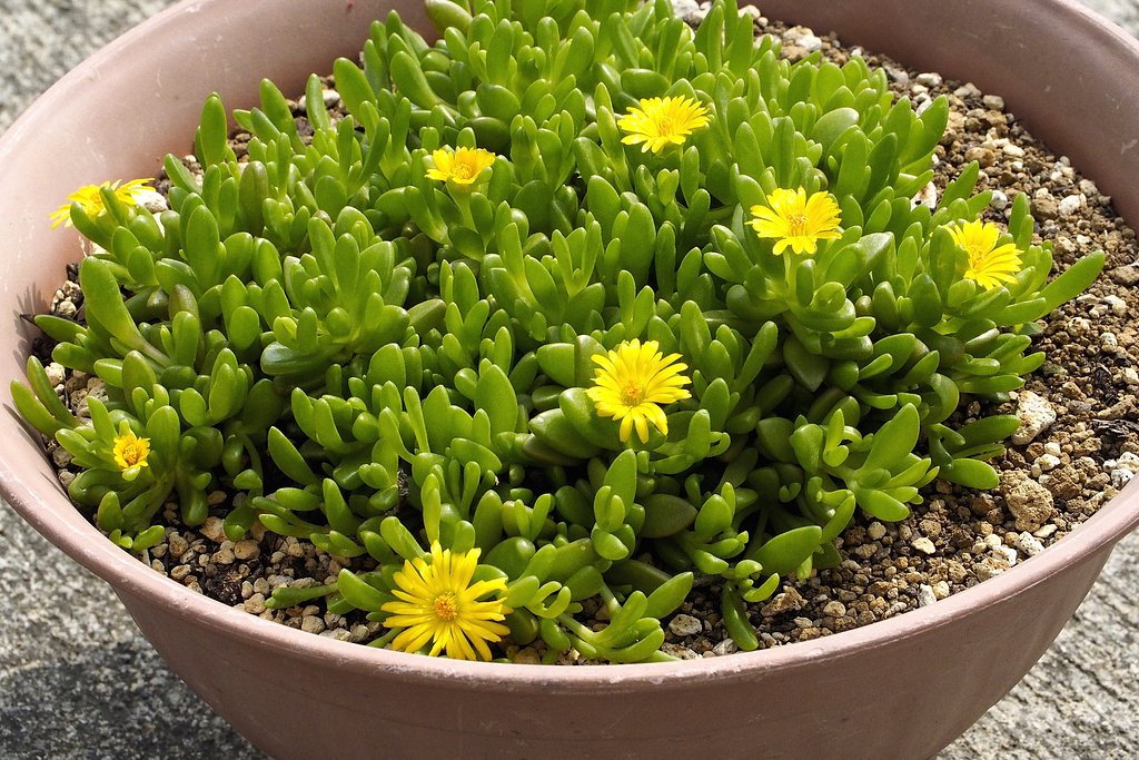 メセンの花　２
