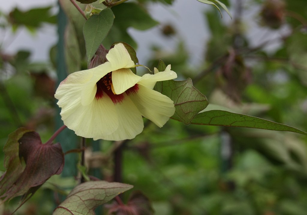 わたの花