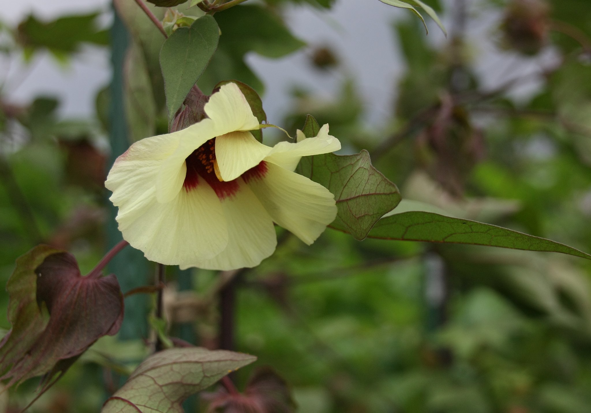 わたの花