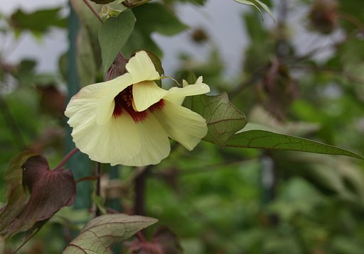 わたの花