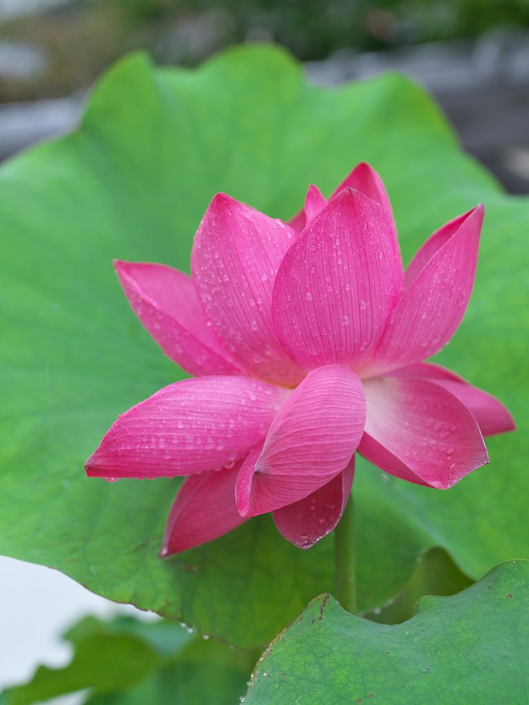 蓮花