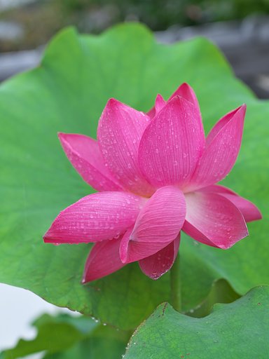 蓮花