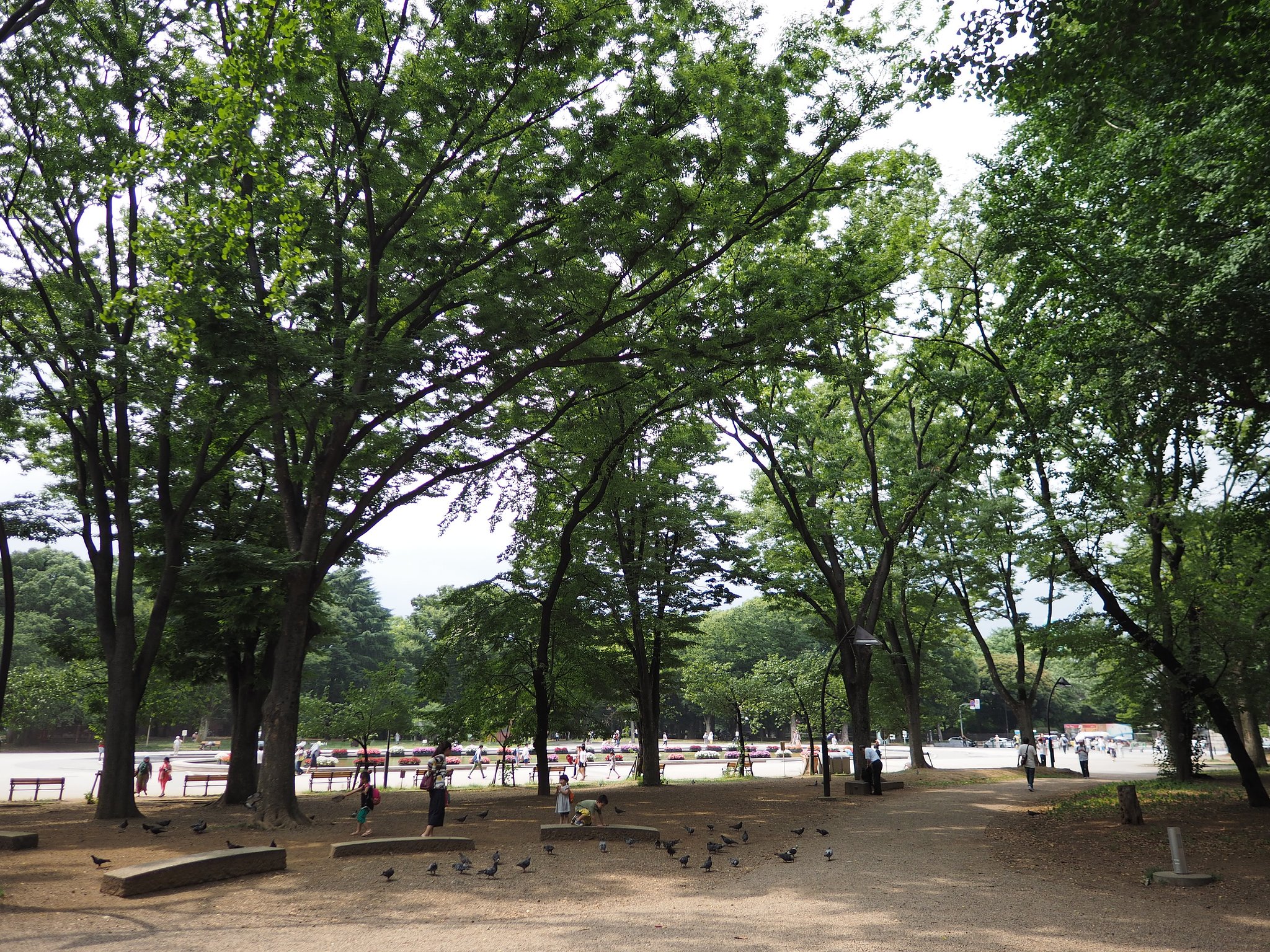 木陰に集う
