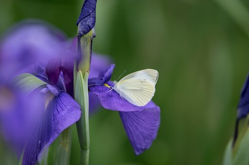fairy