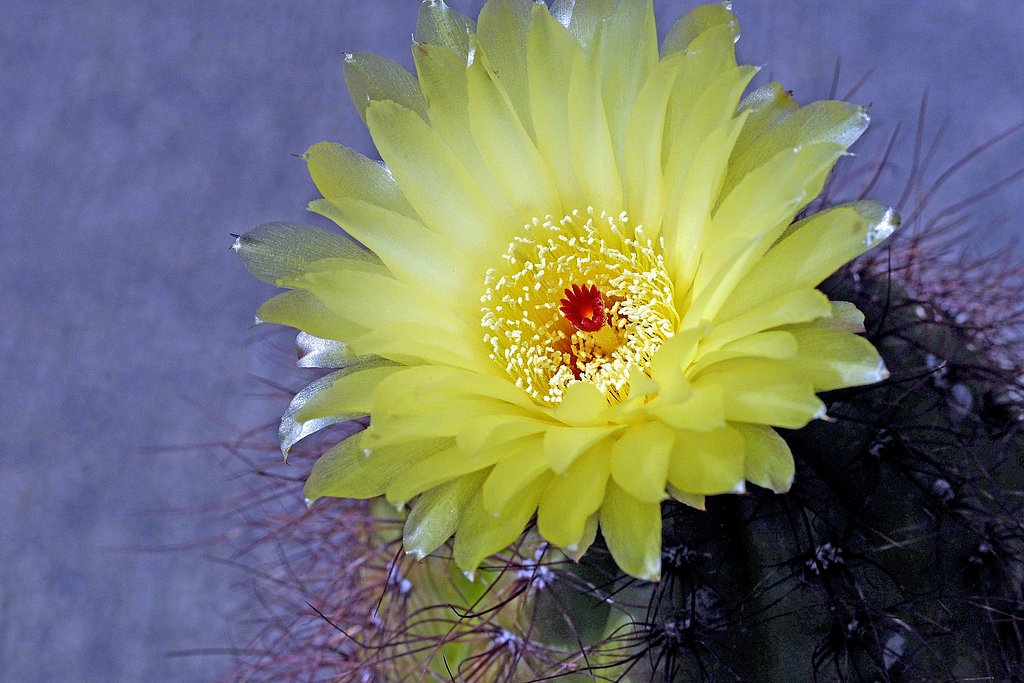 サボテンの花