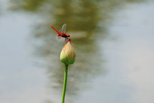 ショウジョウトンボ