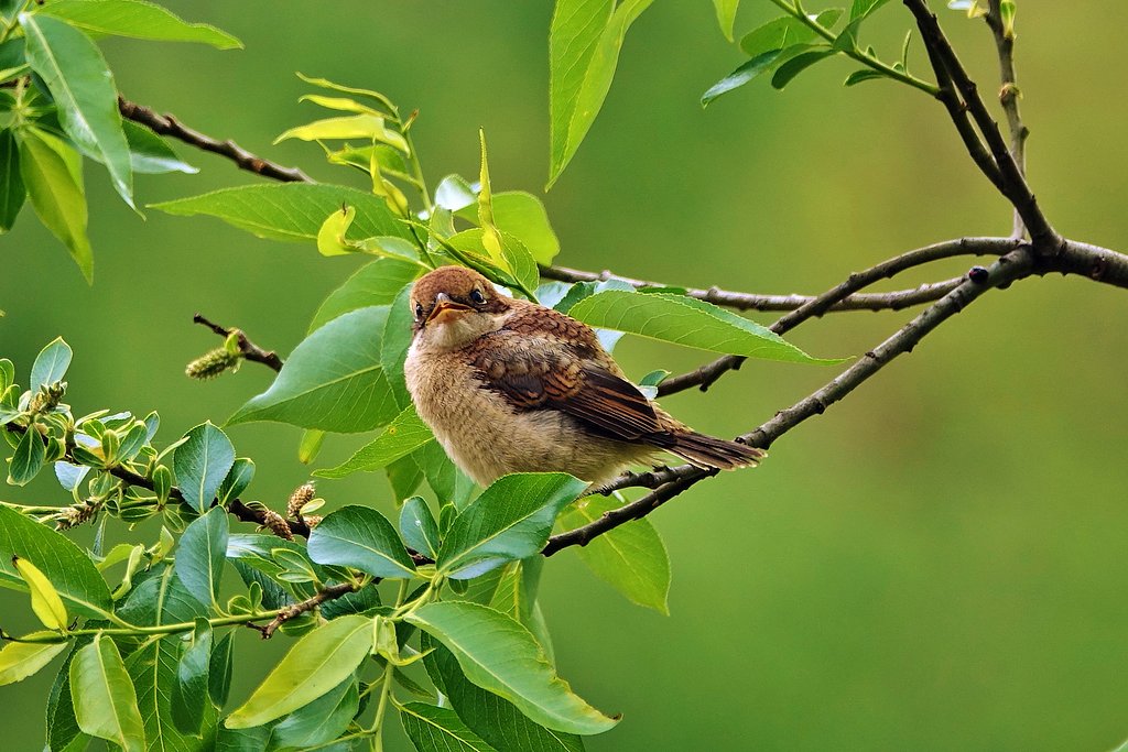 モズ幼鳥