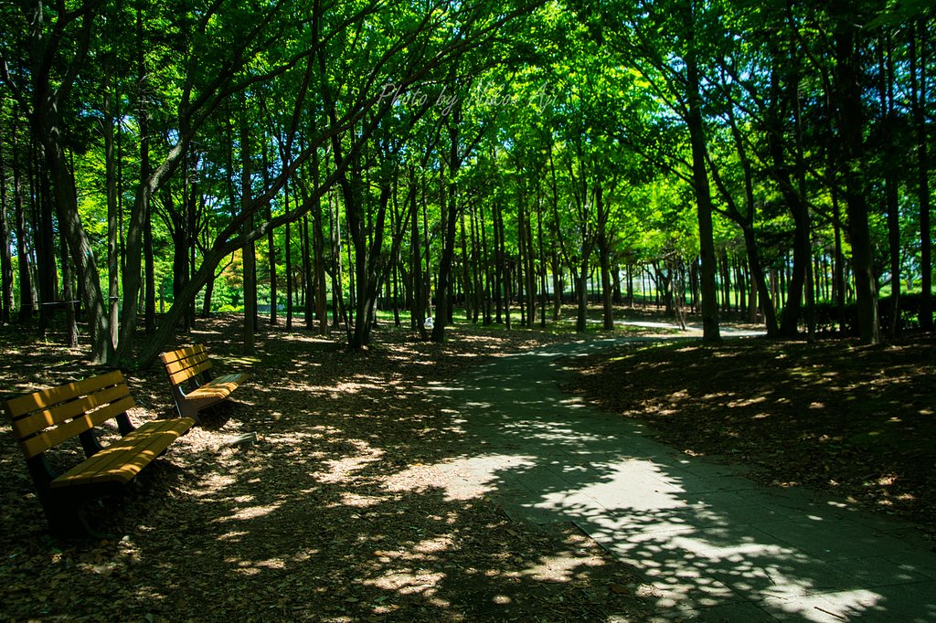ベンチの有る風景