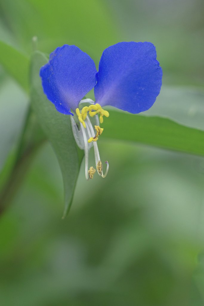 露草補正