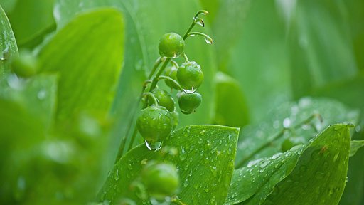 雨のスズラン