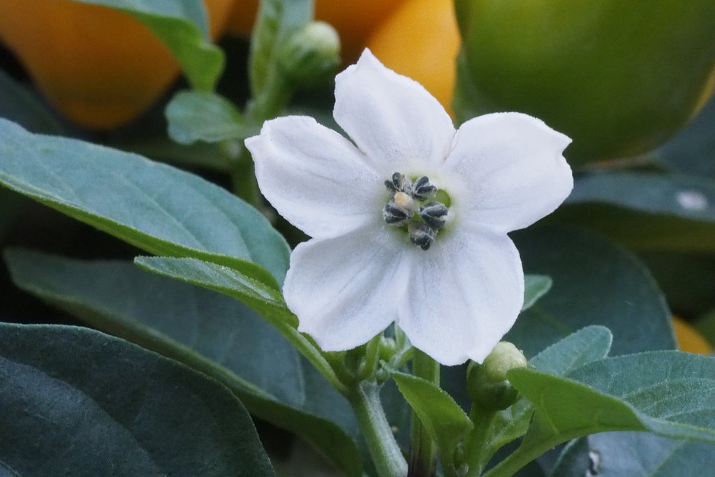 トウガラシの花