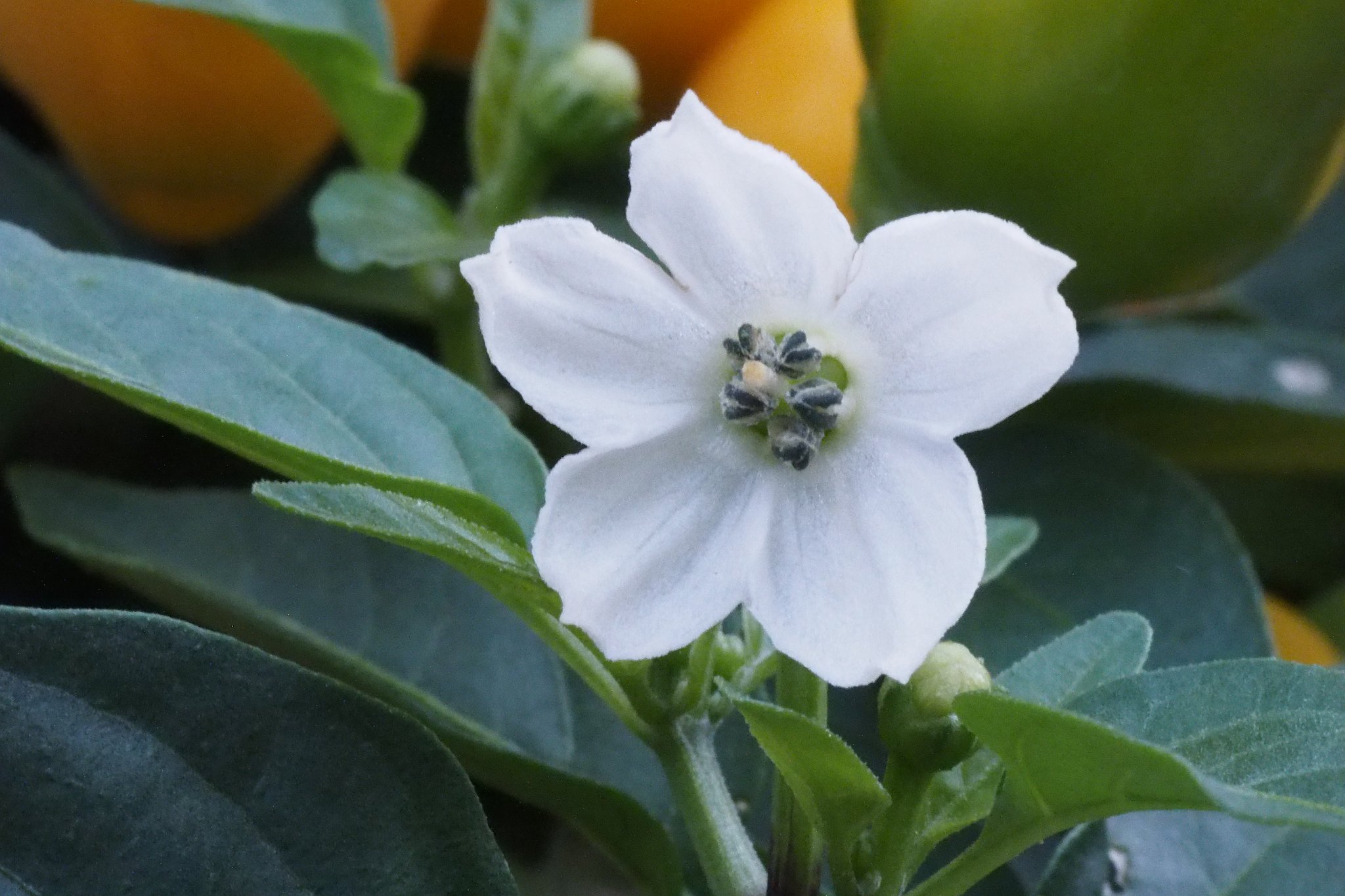 トウガラシの花