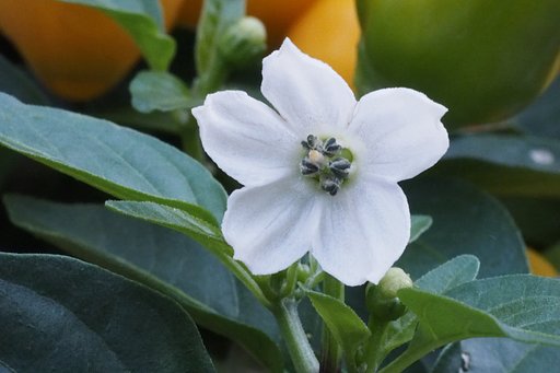 トウガラシの花