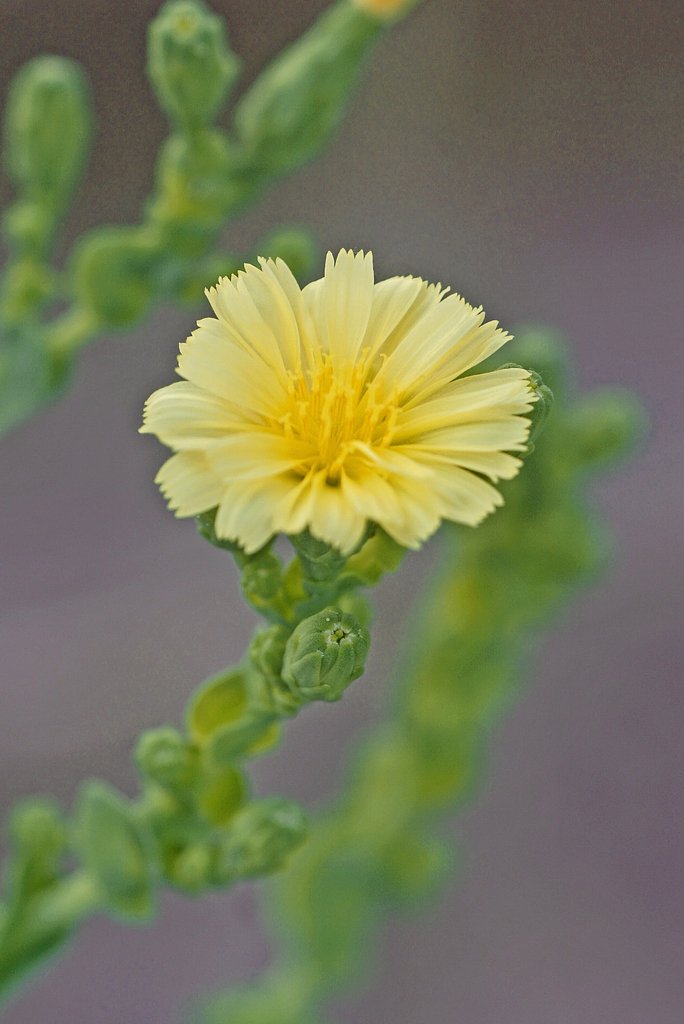 サニーレタスの花