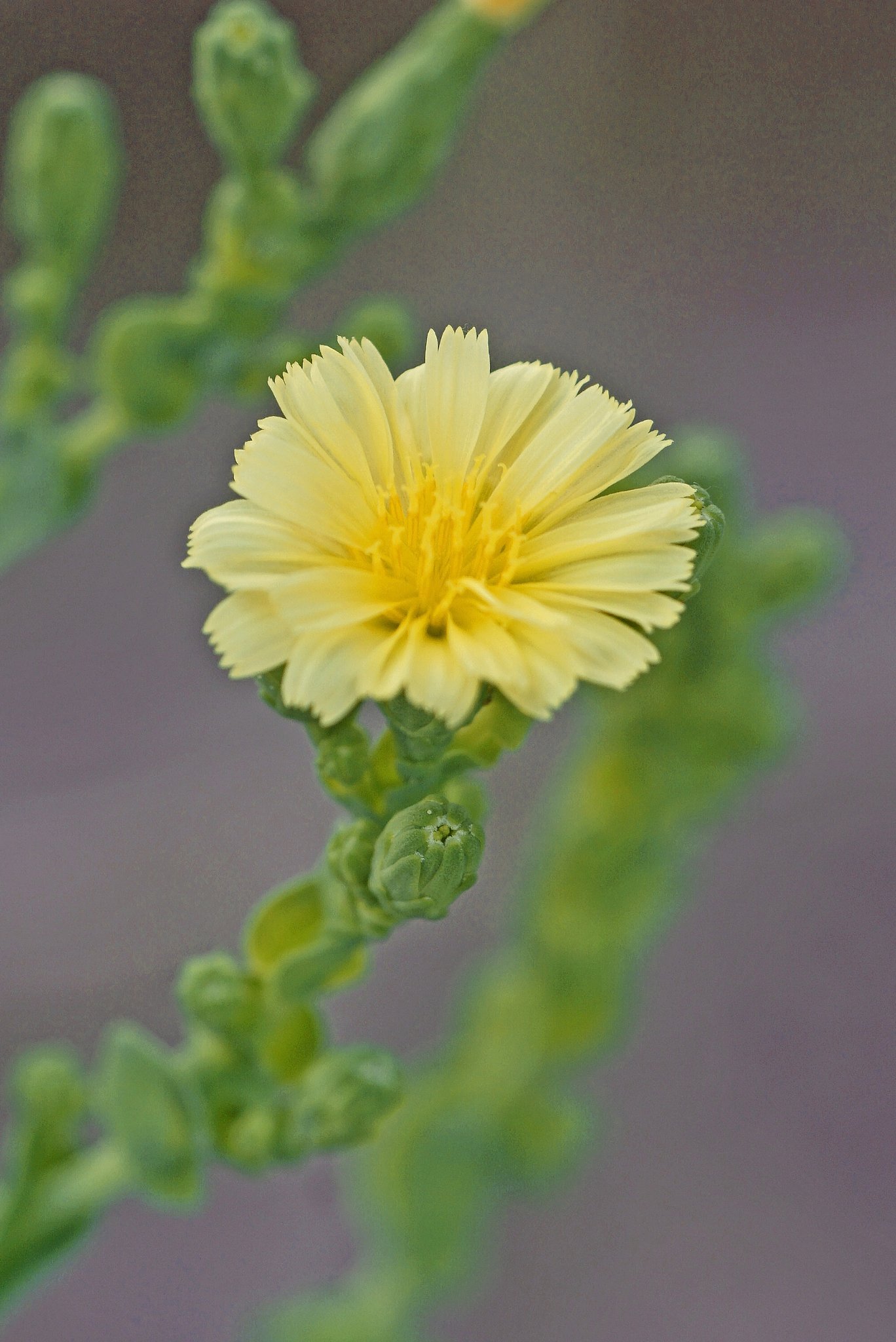 サニーレタスの花