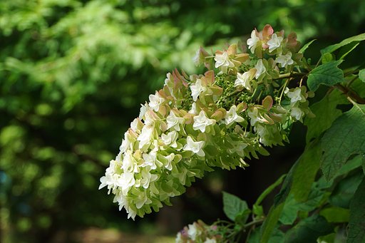 カシワバ紫陽花