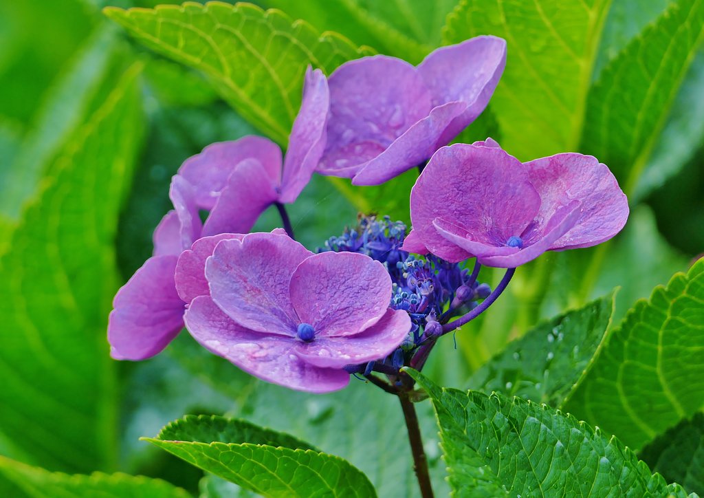 額紫陽花