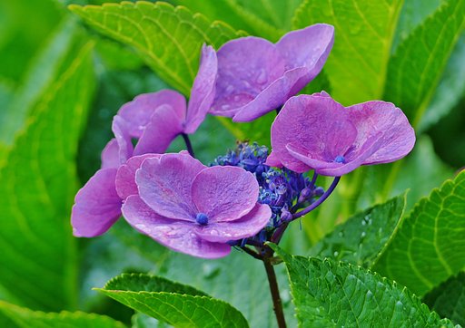 額紫陽花