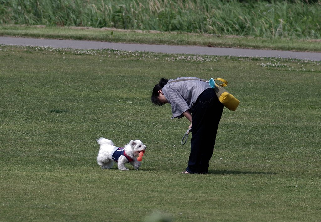 【歓】愛玩犬