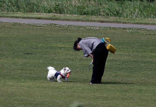 【歓】愛玩犬