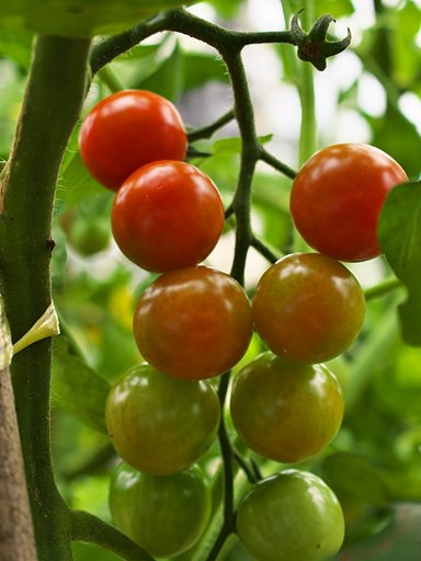 Tomato
