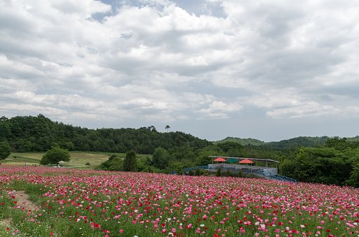 ヒナゲシの丘