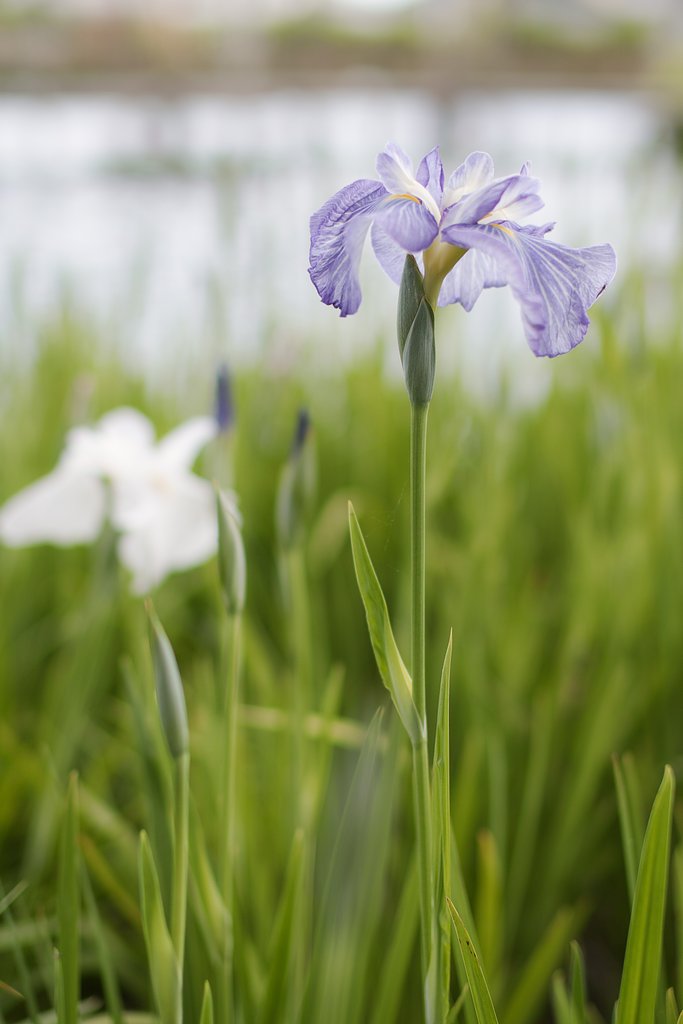 花菖蒲　Ⅱ