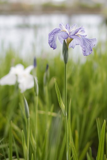 花菖蒲　Ⅱ