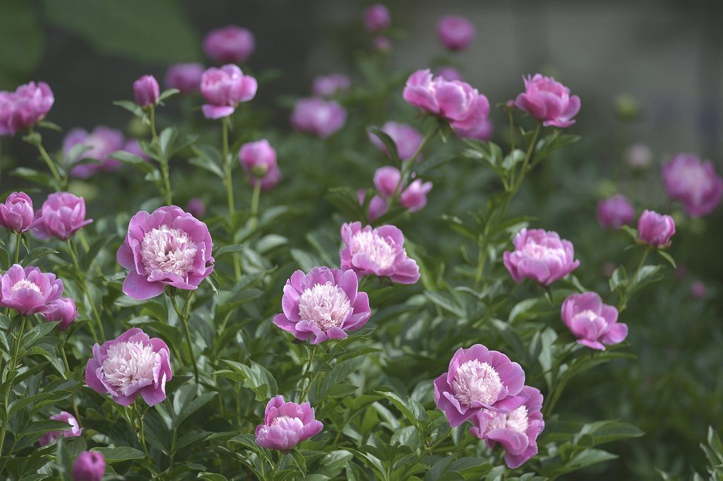 西洋の芍薬