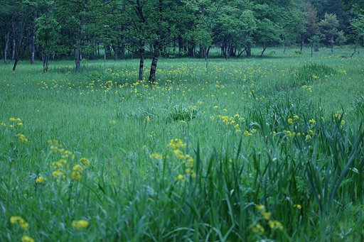 草原を渡る黄河