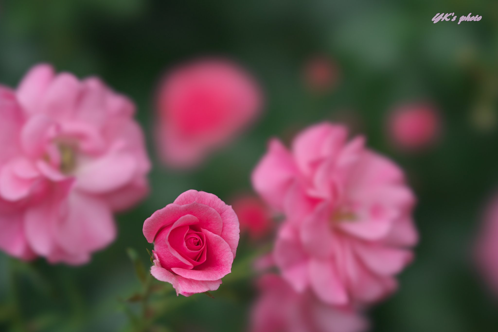 薔薇３