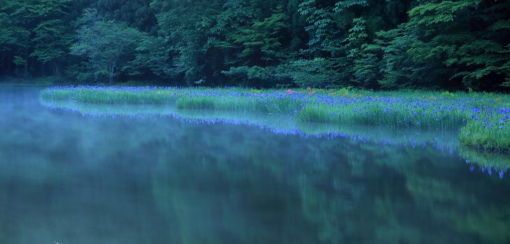 カキツバタの平池