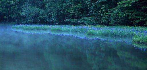 カキツバタの平池