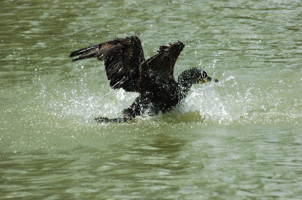 鵜が水浴び