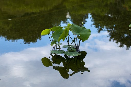 もうすぐ咲きそう