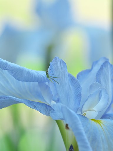 花蜘蛛