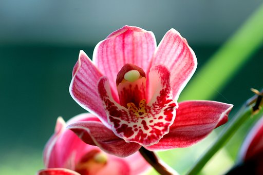 cano EF100㎜F2.8　macro 
