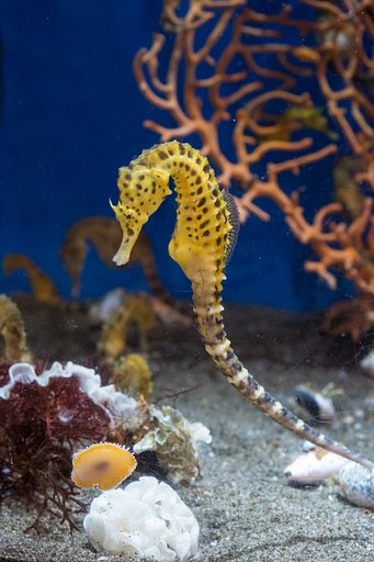 タツノオトシゴ