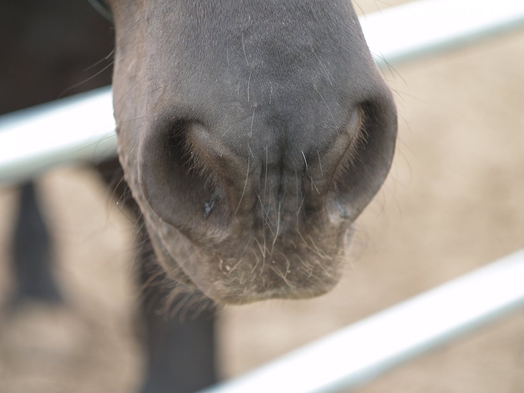 馬