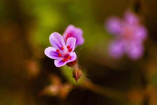 雑草の花。