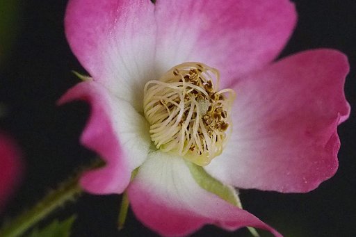 ミニ薔薇