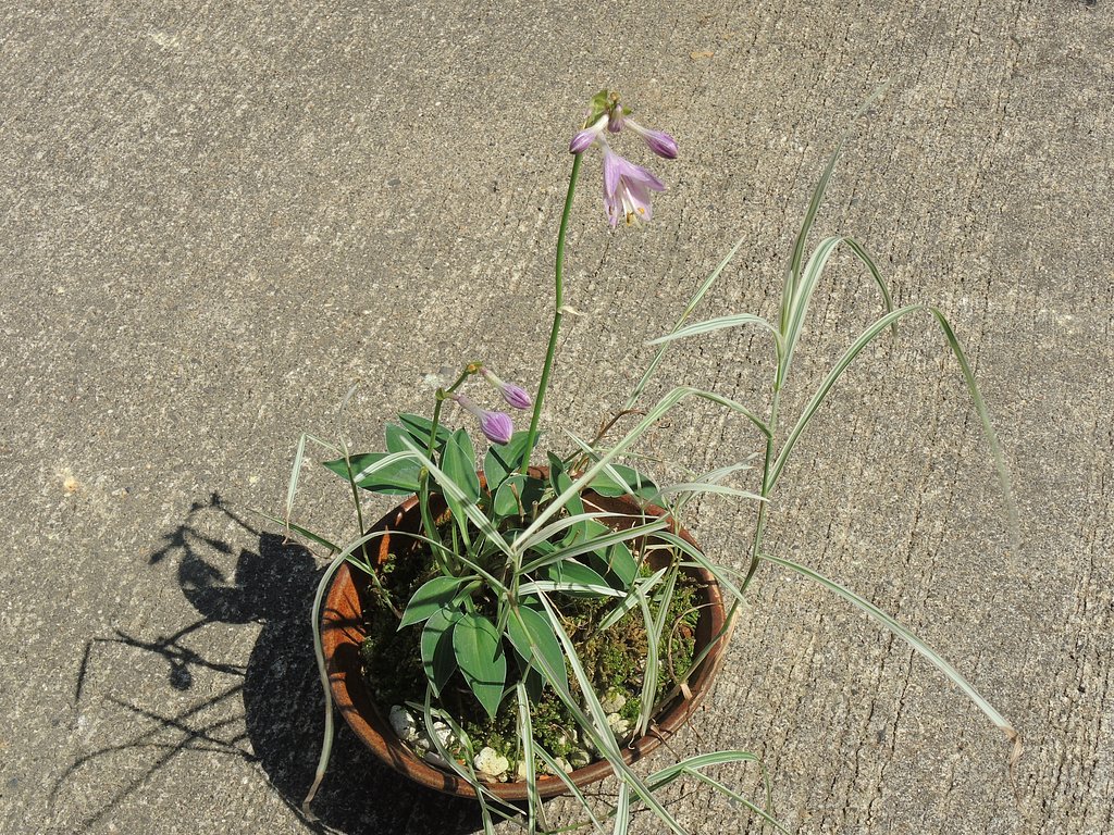 小型ギボウシ