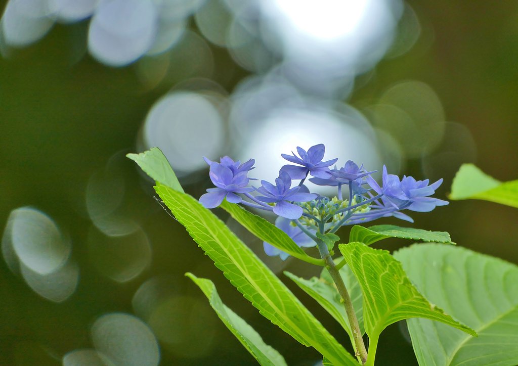 額紫陽花