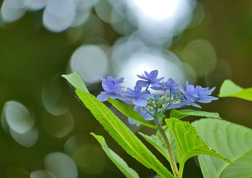 額紫陽花