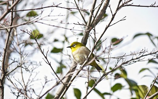 【新春】初メジロ