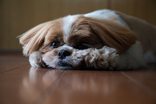暑くて出られない