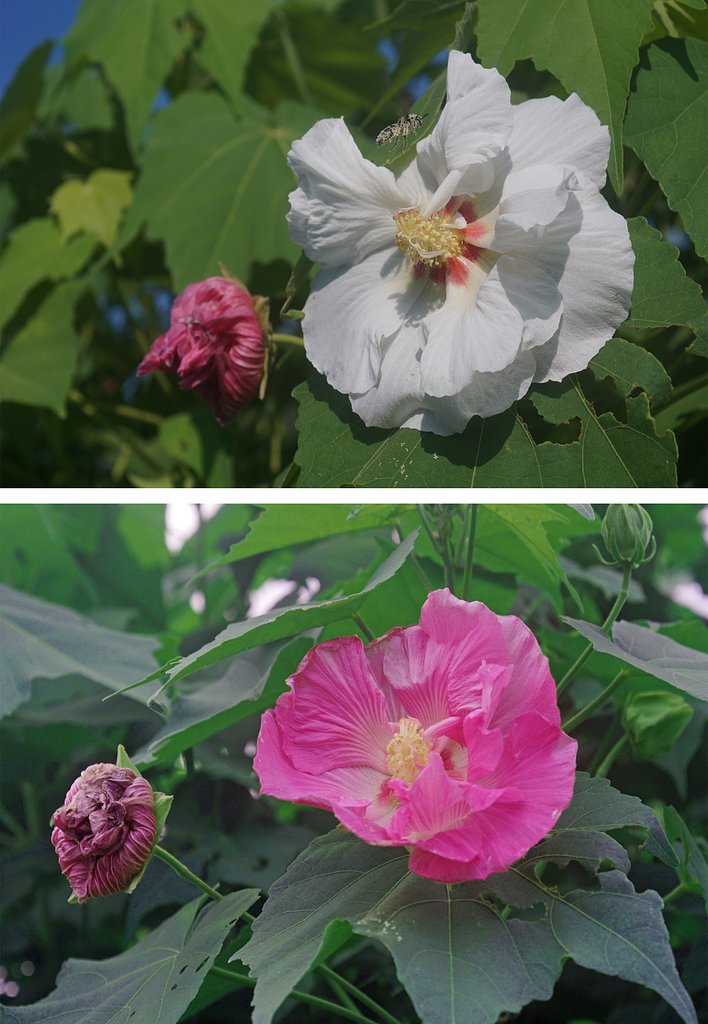 酔芙蓉
