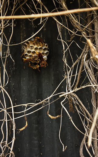 6月17日の写真