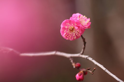 紅梅